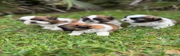 Shih Tzu perros en venta: Shih Tzu listos para entregar !! - Anuncio 6