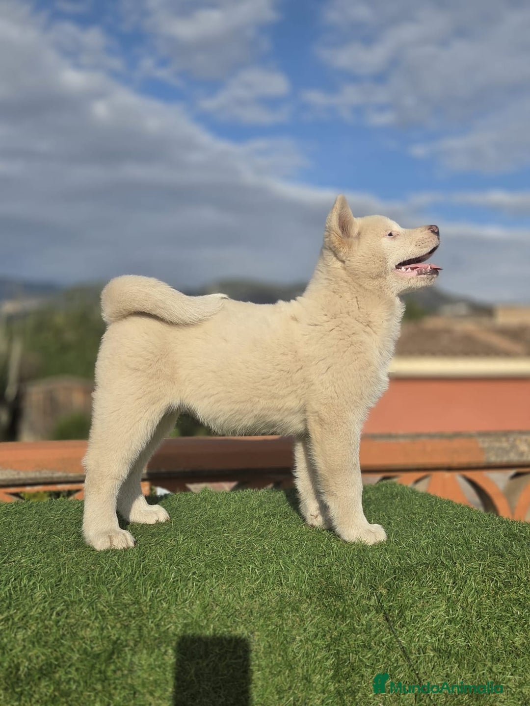 Akita Inu perros en venta: Akita - Anuncio 5