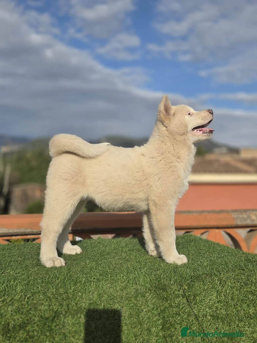 Akita Inu perros en venta: Akita - Anuncio 5