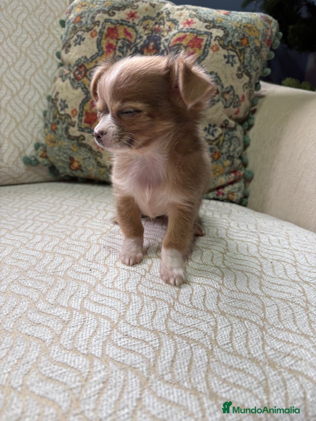 Chihuahua perros en venta: Chihuahua Toy hembra chocolate pelo largo  - Anuncio 7