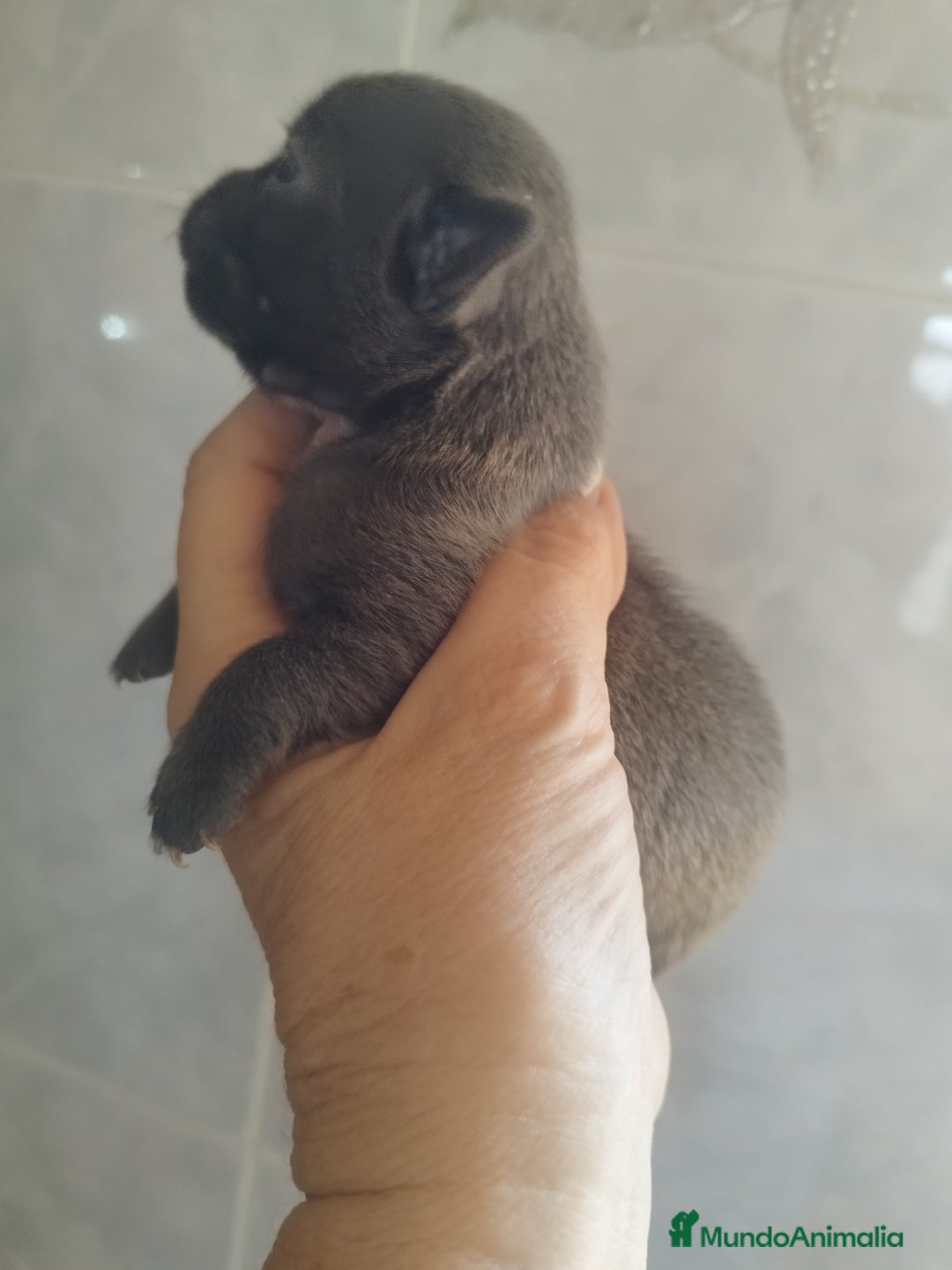 Chihuahua perros en venta: CHIHUAHUAS BLUE TOYS - Imagen 7