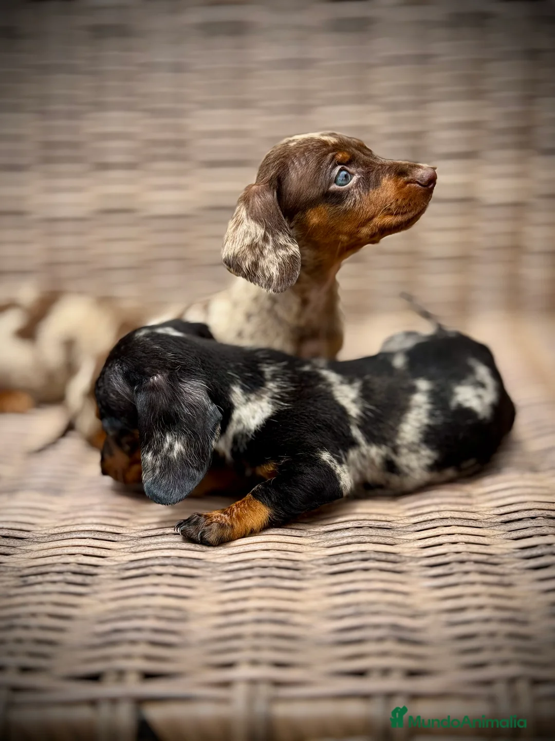 Teckel Miniatura perros en venta: Teckel mini - Anuncio 13