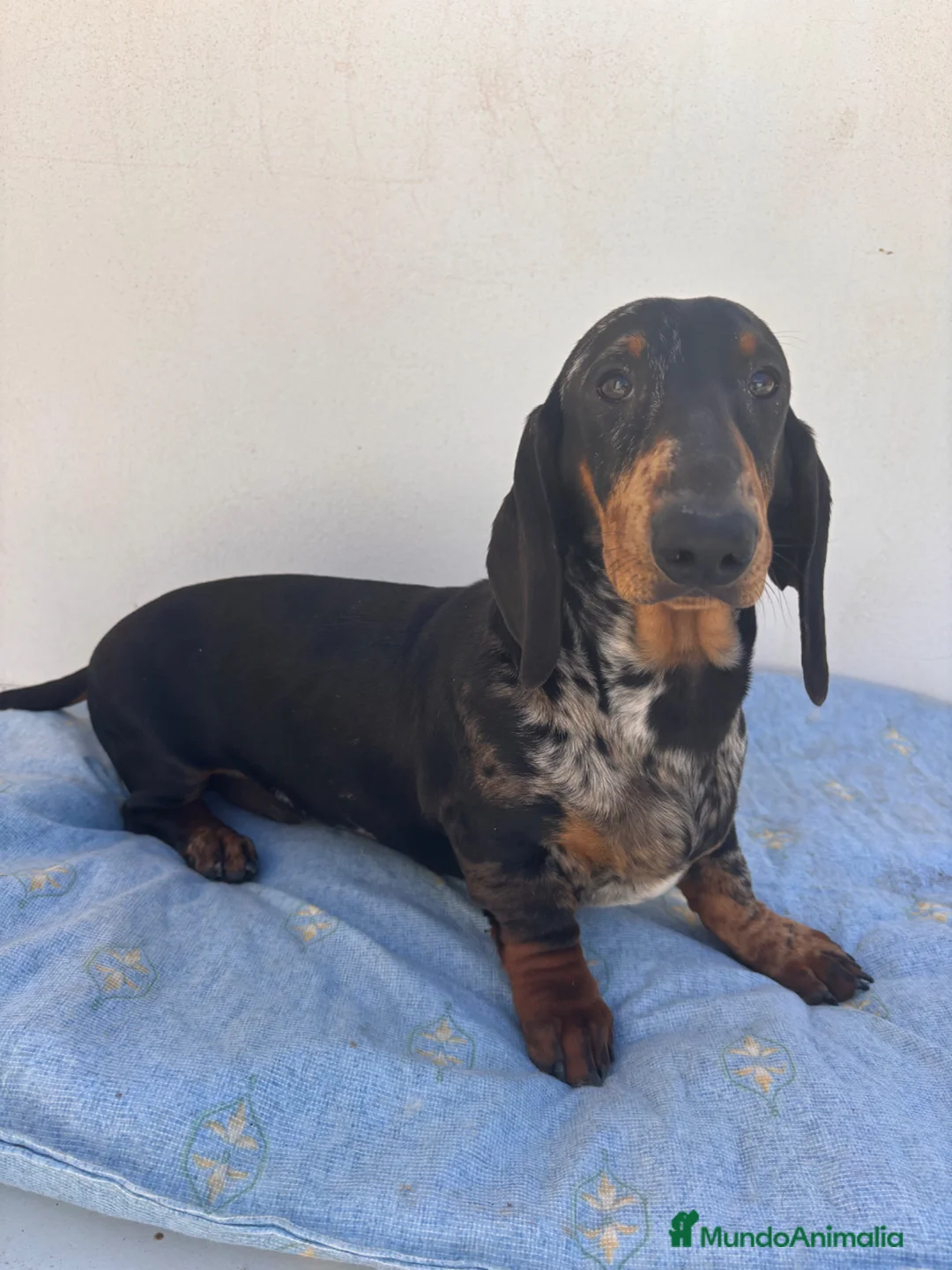 Teckel perros en venta: CACHORRO DE TECKEL STANDARD ARLEQUÍN PLATA  - Anuncio 1