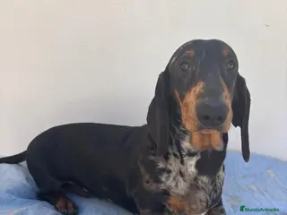 Teckel perros CACHORRO DE TECKEL STANDARD ARLEQUÍN PLATA - Anuncio 2