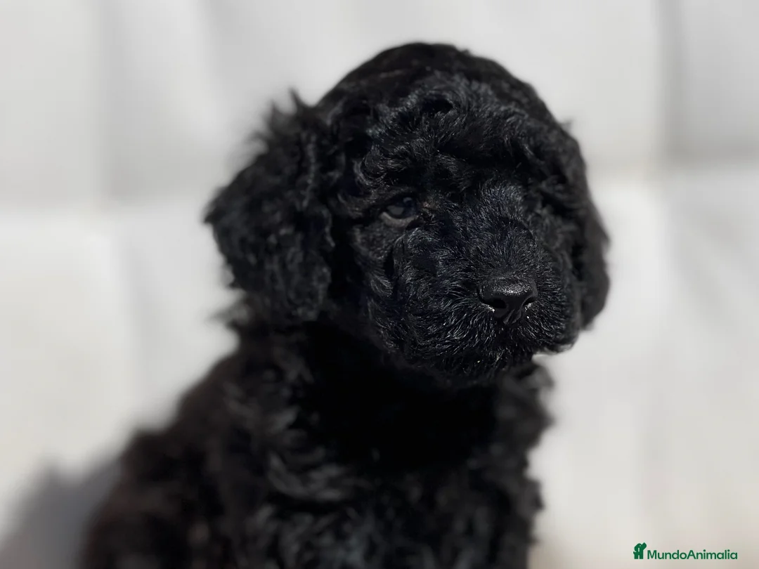 Caniche Toy perros en venta: PRECIOSA  CANICHE TOY NEGRA COMO EL EBANO - Anuncio 1