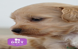 Maltipoo perros en venta: ✨ Grey ✨ - Imagen 1