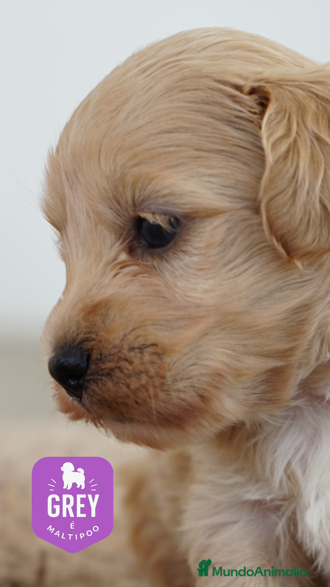 Maltipoo perros en venta: ✨ Grey ✨ - Imagen 1