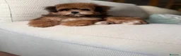 Maltipoo perros en venta: Maltipoo Toy, con mucha solidificación de color!! - Anuncio 3