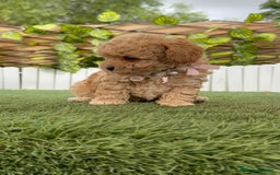 Caniche Toy perros en venta: CANICHE TOY HEMBRA - Imagen 15