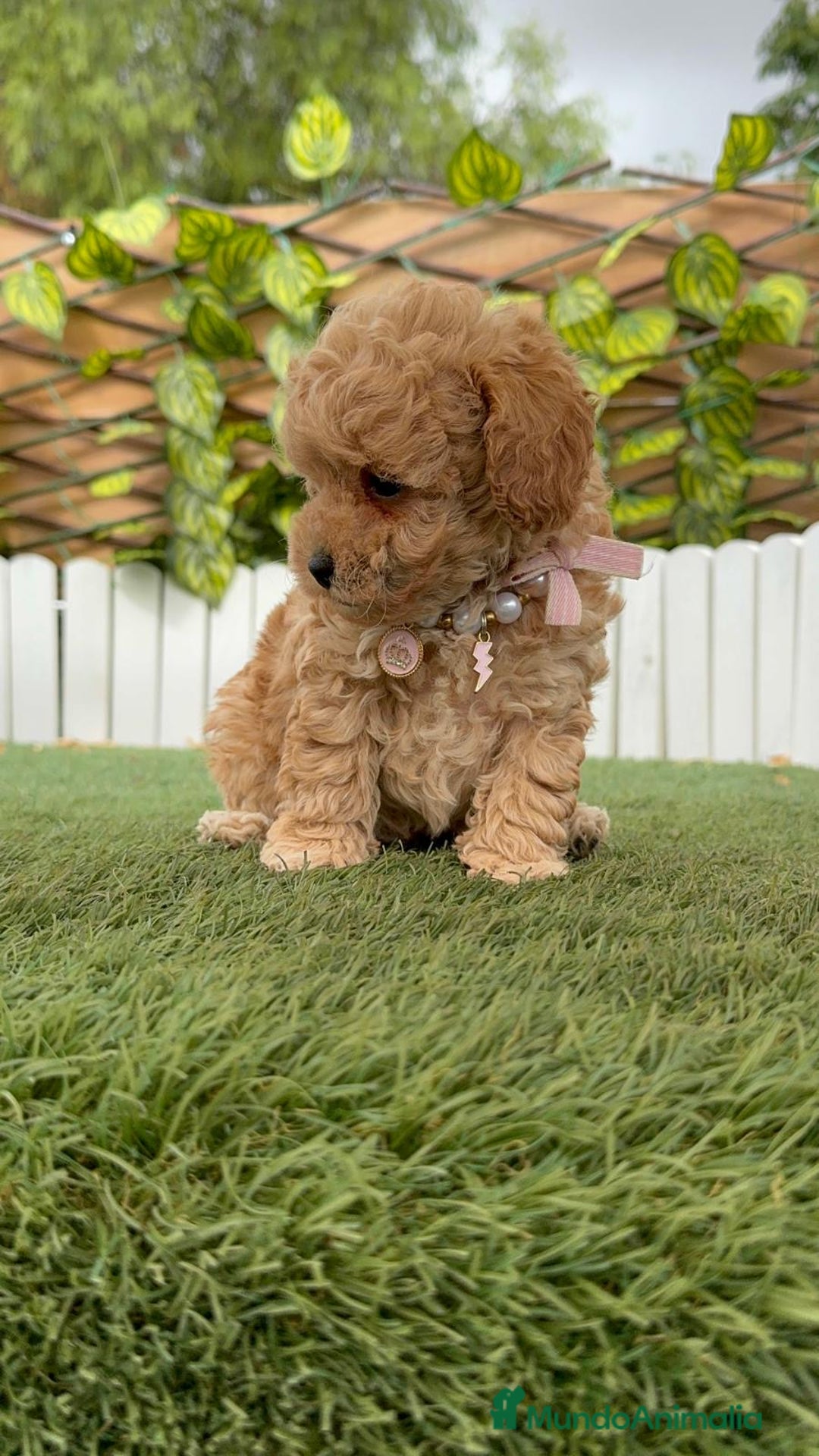 Caniche Toy perros en venta: CANICHE TOY HEMBRA - Imagen 15