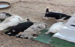 Border Collie perros en venta: Nueva camada border collie  - Imagen 4