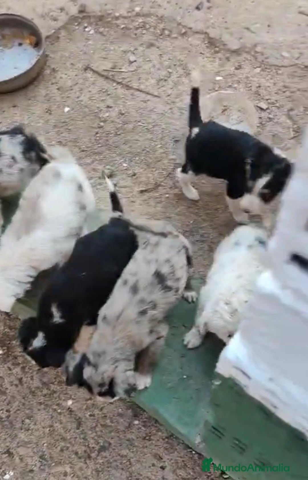 Border Collie perros en venta: Nueva camada border collie  - Imagen 4