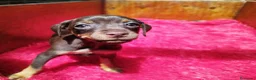 Pinscher Miniatura perros en venta: cachorros mini pisncher  - Anuncio 6