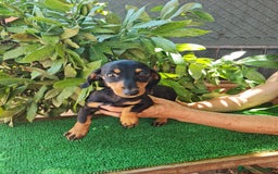 Teckel perros en venta: Teckel  canichen - Imagen 8