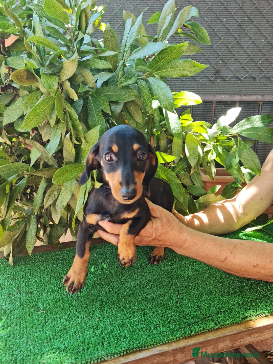 Teckel perros en venta: Teckel  canichen - Imagen 8