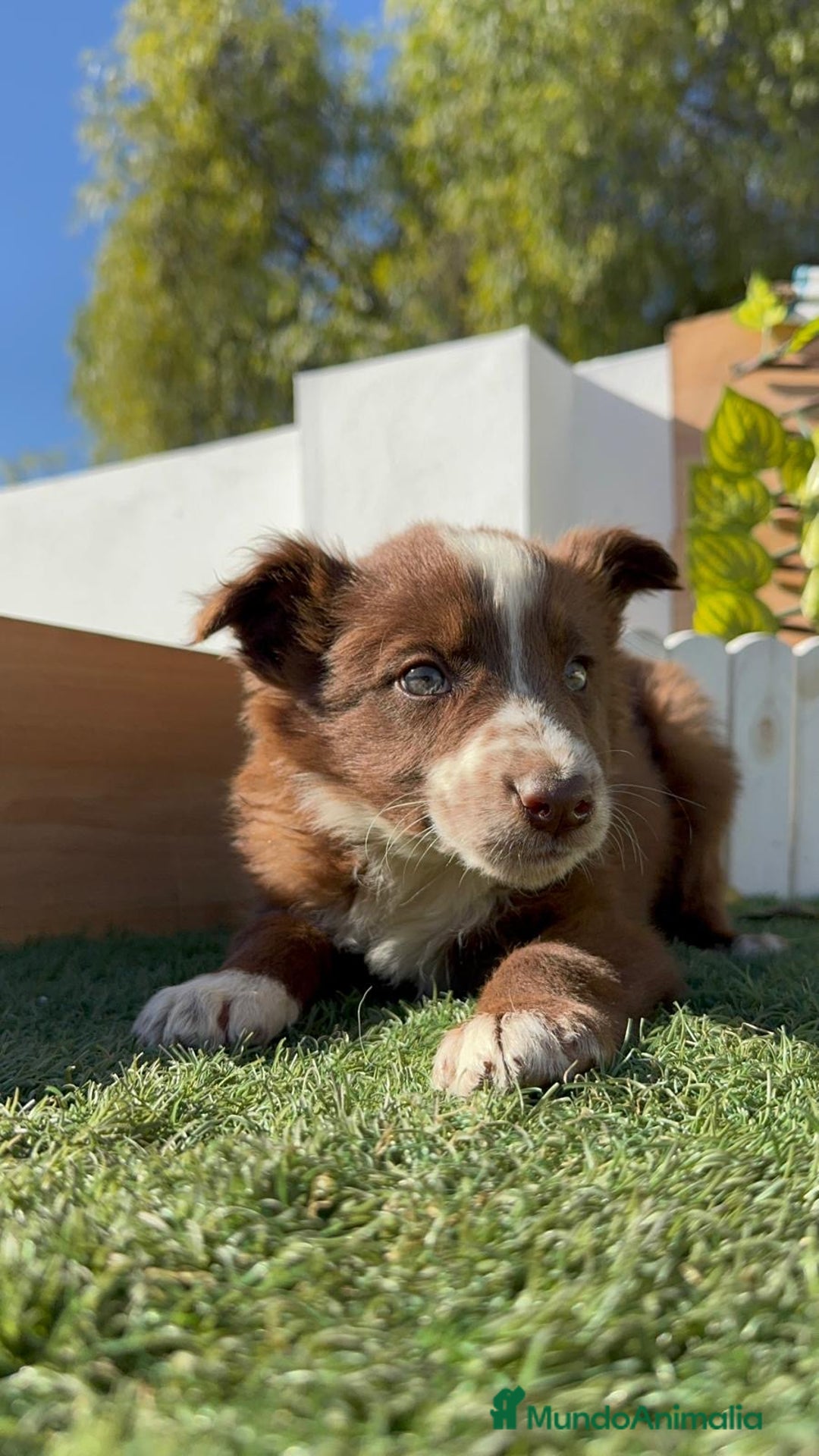 Border Collie perros en venta: BORDER COLLIE MACHO - Anuncio 4