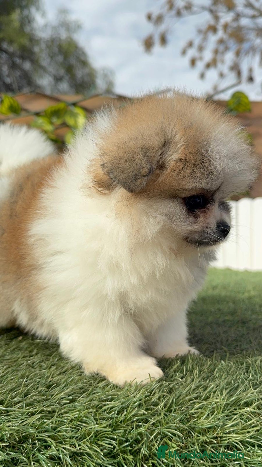 Pomerania perros en venta: POMERANIA HEMBRA - Anuncio 22