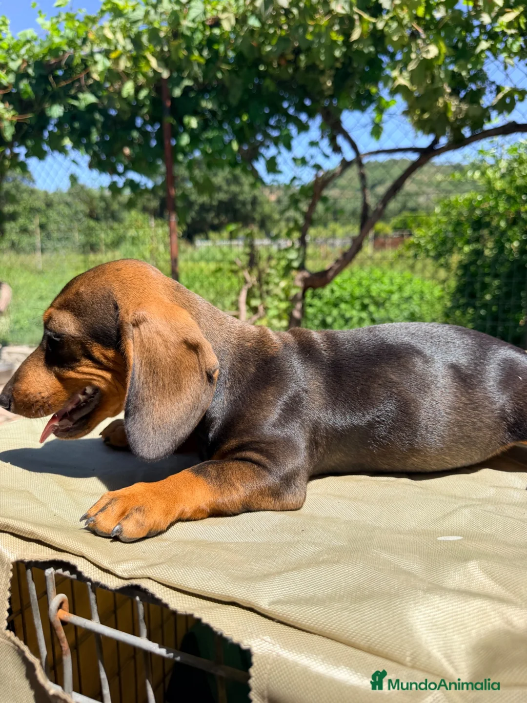 Teckel Miniatura perros en venta: TECKEL MINIATURA MACHO  - Anuncio 5