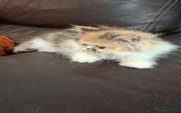 Persa gatos en venta: Gatitos persas pelo largo - Imagen 2