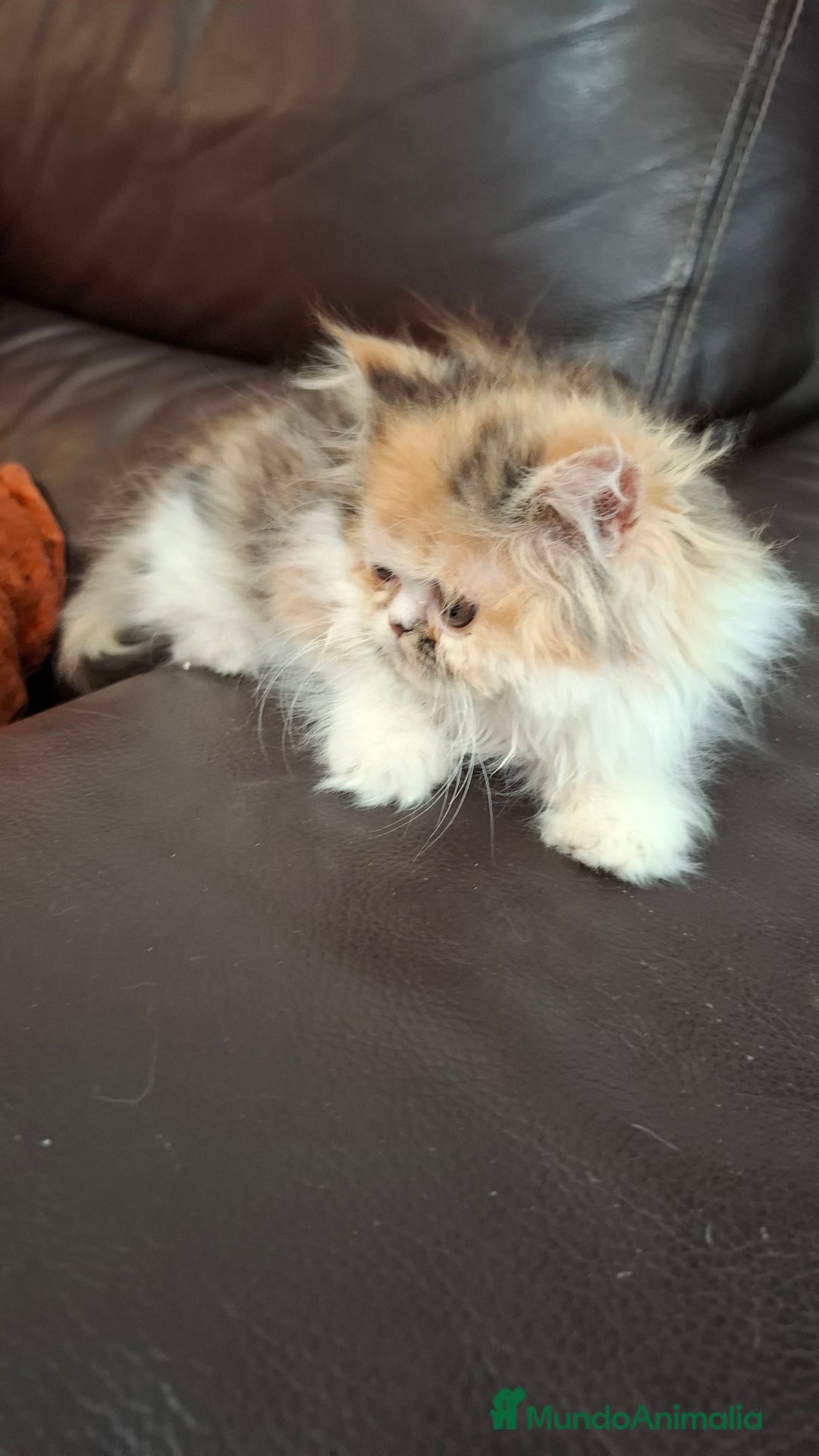 Persa gatos en venta: Gatitos persas pelo largo - Imagen 2