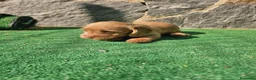 Teckel perros en venta: Teckel de pelo duro  - Anuncio 3