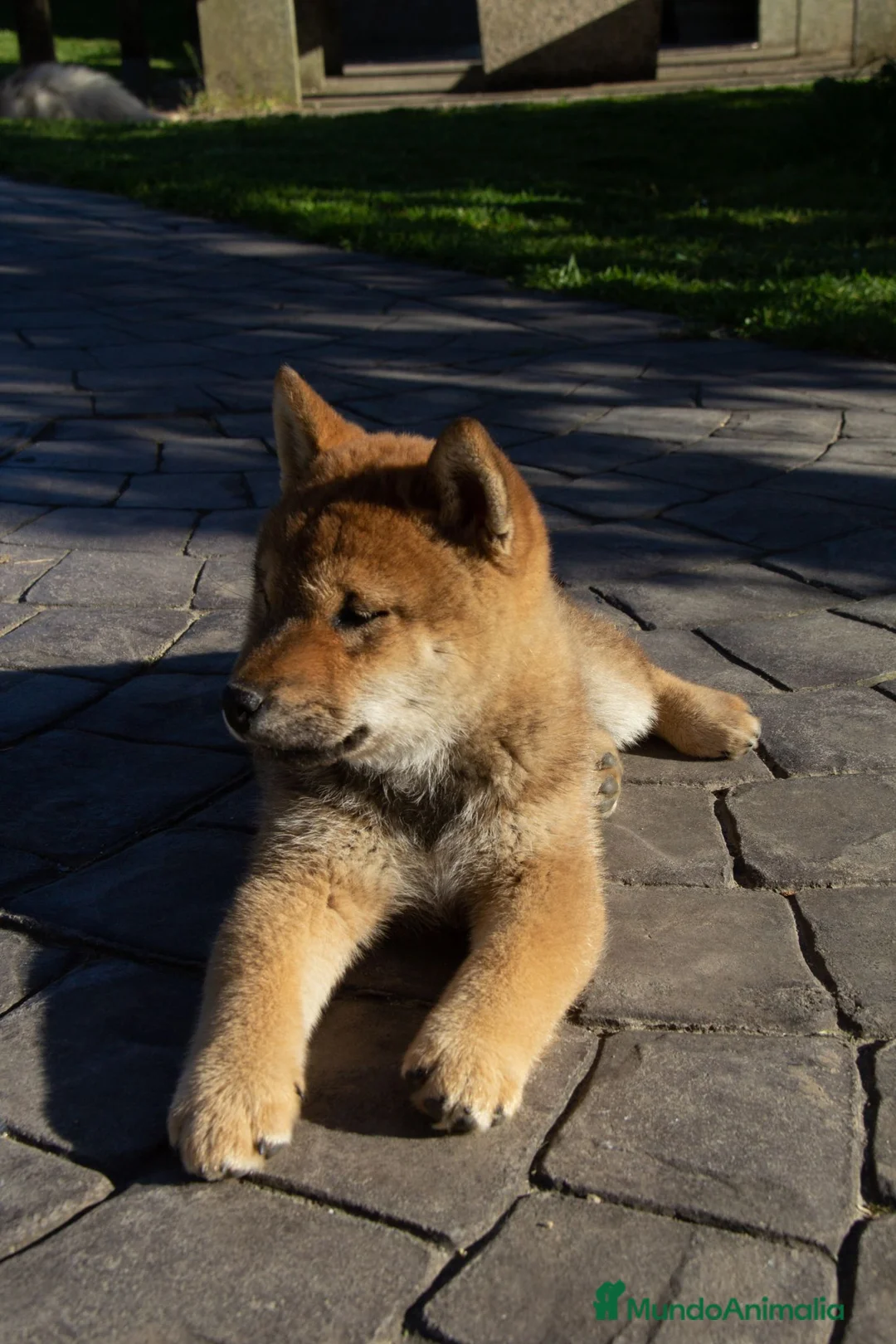 Shiba Inu perros en venta: SHIBA INU EN PONTEVEDRA - Anuncio 5
