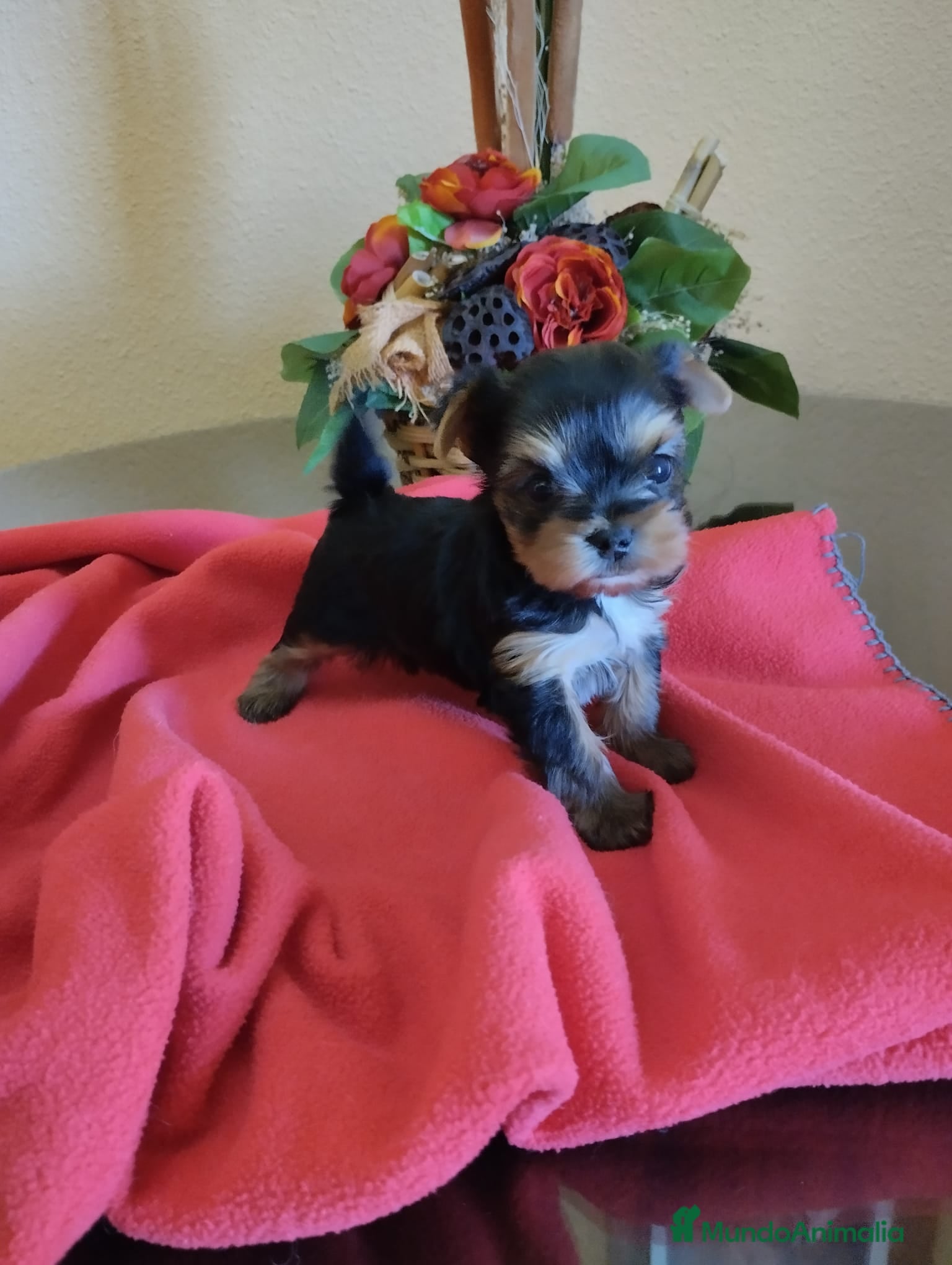 Yorkshire Terrier perros en venta: Yorkshire terrier toy  - Anuncio 3