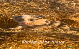 Border Collie perros en venta: Border Collie Blue Merle - Anuncio 19