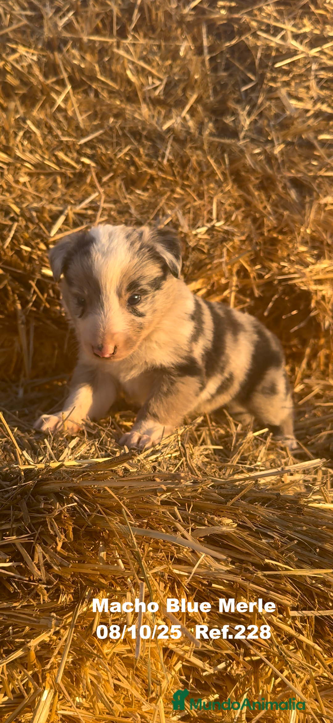 Border Collie perros en venta: Border Collie Blue Merle - Anuncio 19