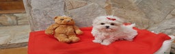 Bichón Maltés perros en venta: Bichon Maltés preciosos  en Barcelona - Anuncio 1
