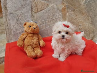 Bichón Maltés perros Bichon Maltés preciosos en Barcelona - Anuncio 32