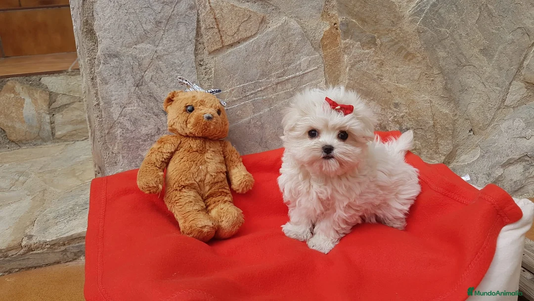 Bichón Maltés perros en venta: Bichon Maltés preciosos  en Barcelona - Anuncio 1