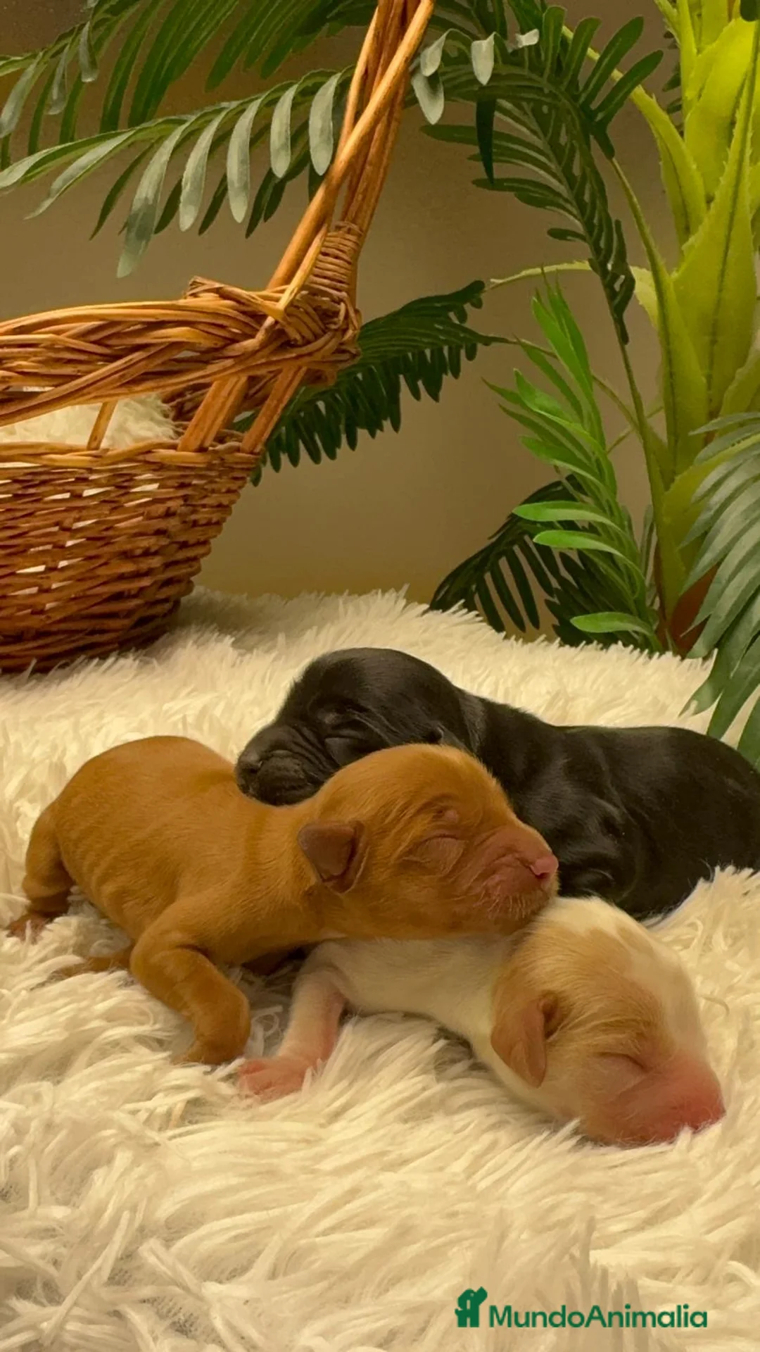 Cocker Spaniel Inglés perros en venta: COCKER SPANIEL INGLES - Anuncio 15