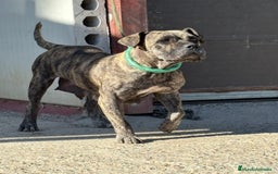 Dogo Canario perros en venta: Cachorros de presa canario - Imagen 3