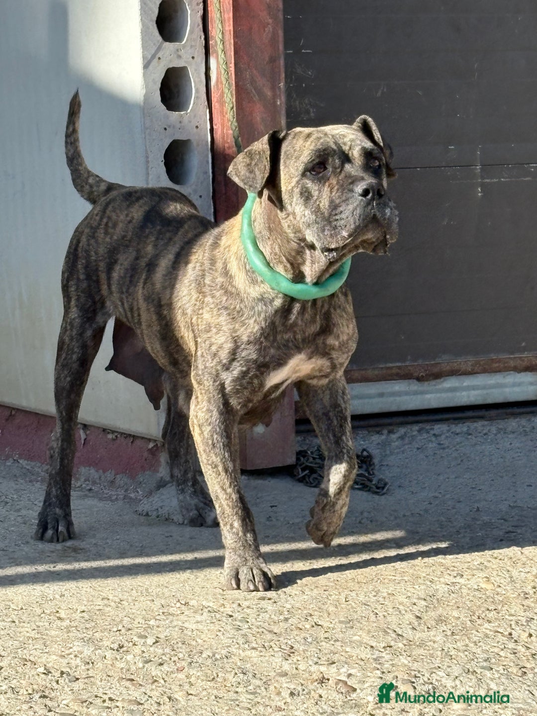 Dogo Canario perros en venta: Cachorros de presa canario - Imagen 3