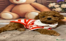 Caniche Toy perros en venta: Caniche rojo toy 🩷 - Imagen 2