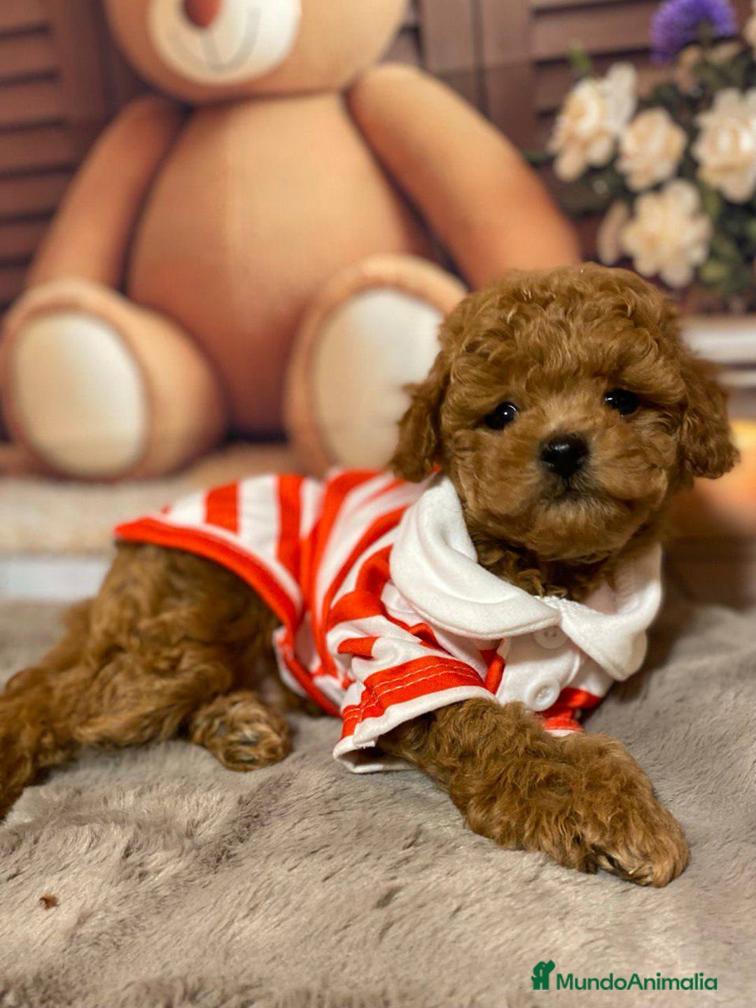 Caniche Toy perros en venta: Caniche rojo toy 🩷 - Imagen 2