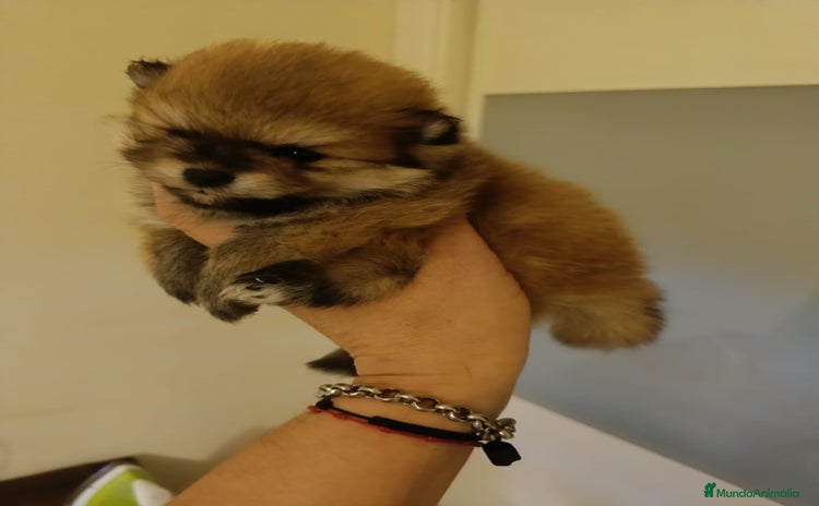 Pomerania perros - Anuncio 3