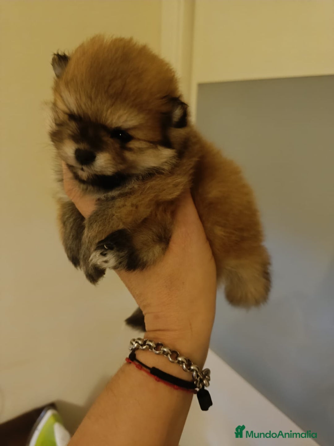 Pomerania perros en venta: Lulu de pomerania - Imagen 1