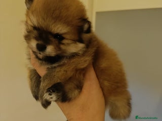 Pomerania perros - Anuncio 40