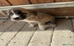 Mastín Español perros en venta: Mastina español  - Imagen 1