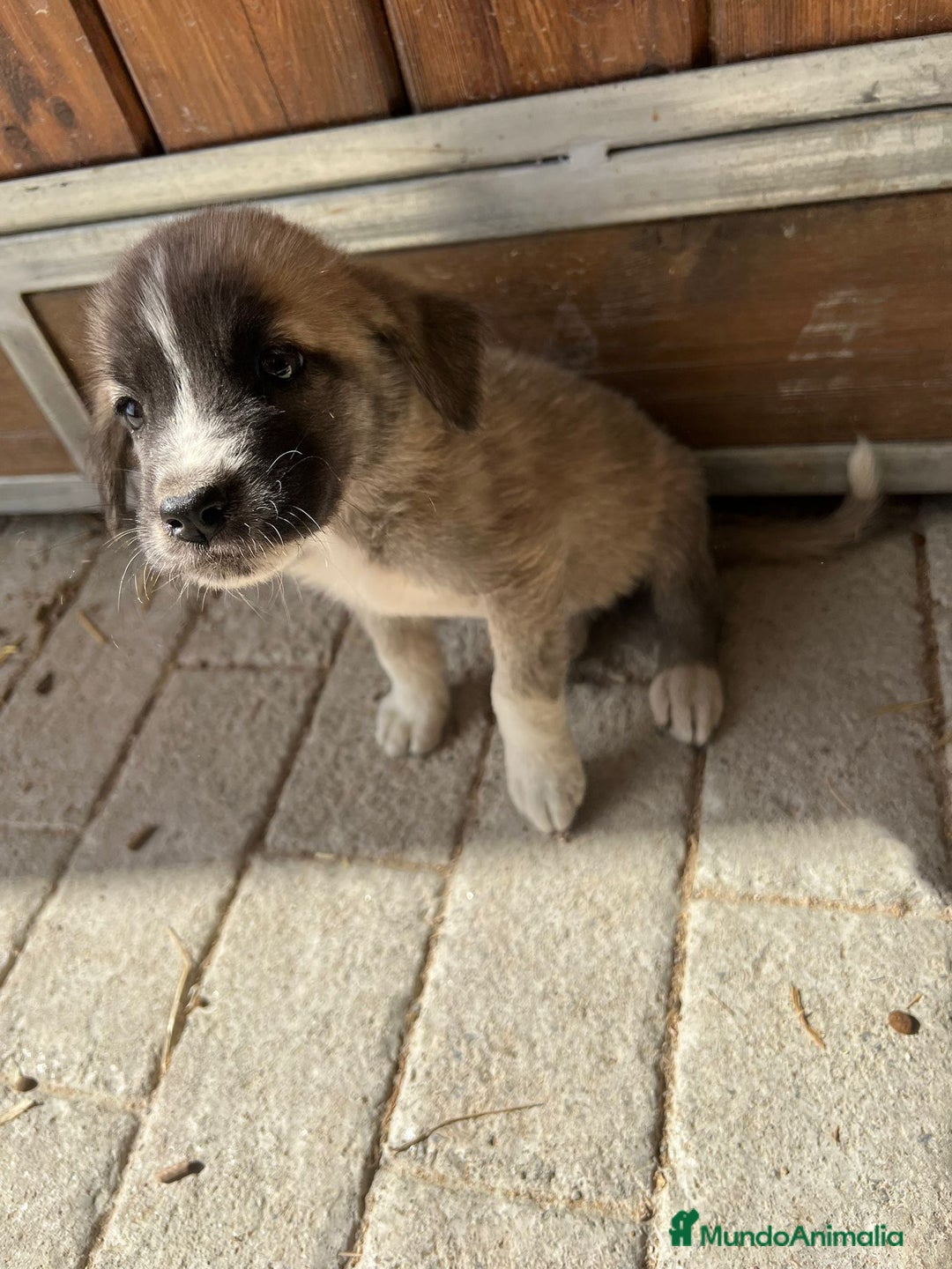 Mastín Español perros en venta: Mastina español  - Imagen 1