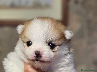 Pomerania perros Lulú d pomerania - Anuncio 22