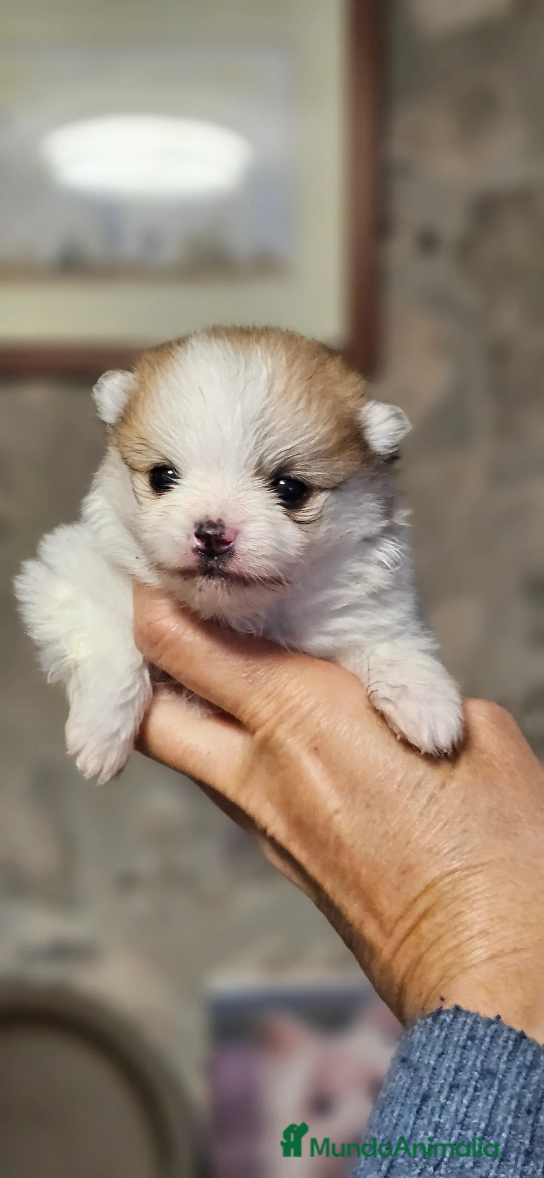 Pomerania perros en venta: Lulú d pomerania  - Anuncio 6