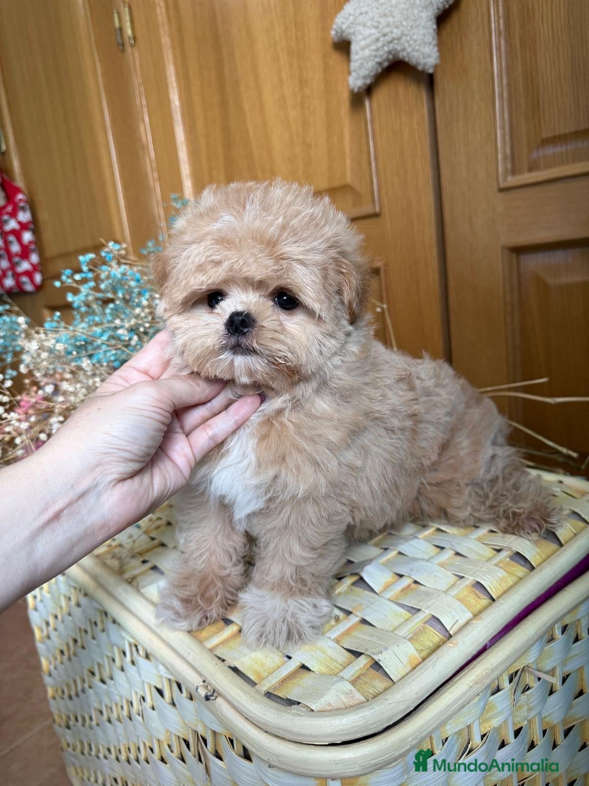 Maltipoo perros Maltipoo líneas asiáticas  - Anuncio 2