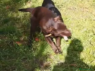 Labrador Retriever perros Labrador retriever - Anuncio 4