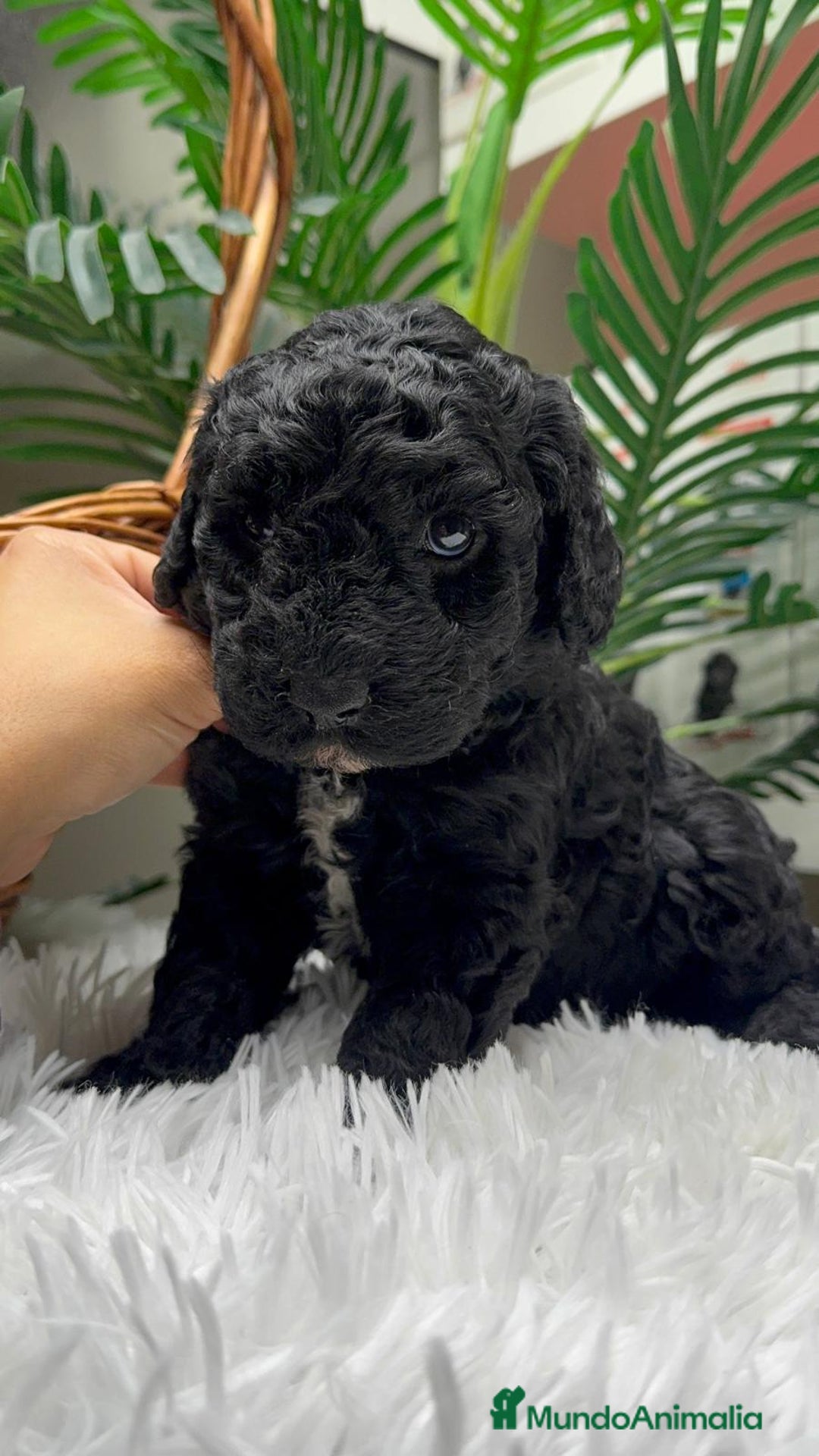 Perro de Agua Español perros en venta: PERRO DE AGUA ESPAÑOL - Anuncio 1