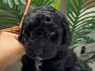 Perro de Agua Español perros PERRO DE AGUA ESPAÑOL - Anuncio 4