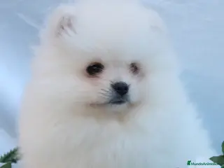 Pomerania perros POMERANIA LINEA TOY MUY CHATO - Anuncio 7