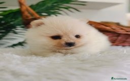Pomerania perros en venta: POMERANIA HEMBRA  - Imagen 3